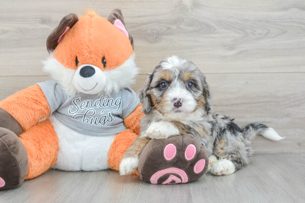 Mini Bernedoodle Puppy for Adoption