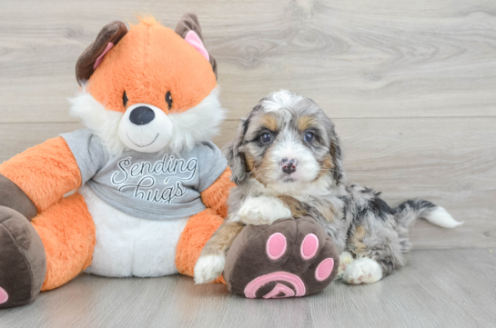 Mini Bernedoodle Puppy for Adoption
