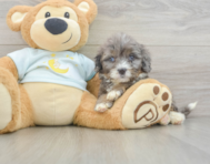 8 week old Mini Bernedoodle Puppy For Sale - Lone Star Pups