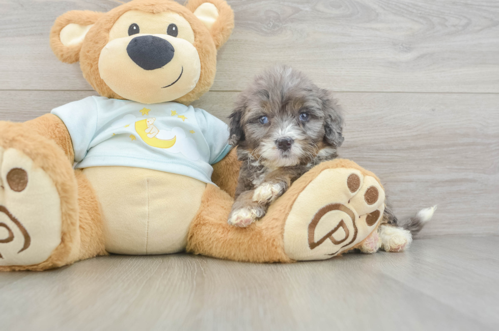 8 week old Mini Bernedoodle Puppy For Sale - Lone Star Pups