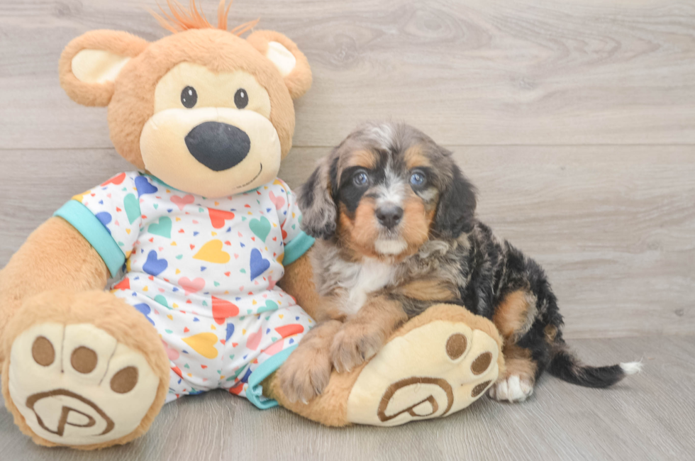 5 week old Mini Bernedoodle Puppy For Sale - Lone Star Pups