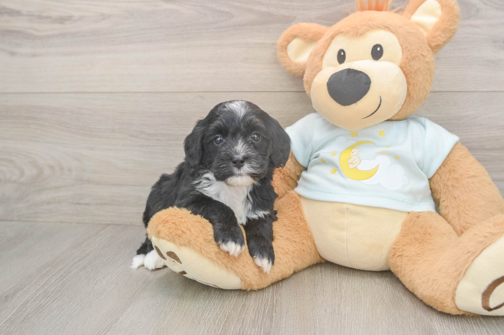 Meet Luciana - our Mini Bernedoodle Puppy Photo  2/3 - Lone Star Pups Hypoallergenic Mini Bernadoodle Poodle Mix Puppy