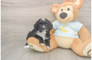 Meet Luciana - our Mini Bernedoodle Puppy Photo  2/3 - Lone Star Pups Hypoallergenic Mini Bernadoodle Poodle Mix Puppy
