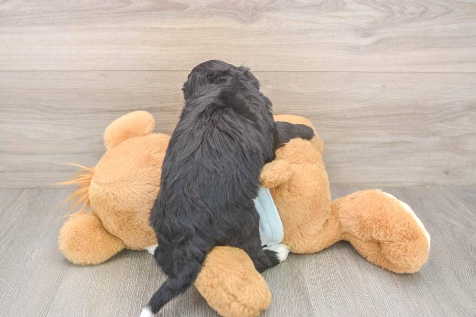 Meet Luciana - our Mini Bernedoodle Puppy Photo  3/3 - Lone Star Pups Best Mini Bernedoodle Baby