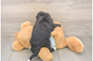 Meet Luciana - our Mini Bernedoodle Puppy Photo  3/3 - Lone Star Pups Best Mini Bernedoodle Baby