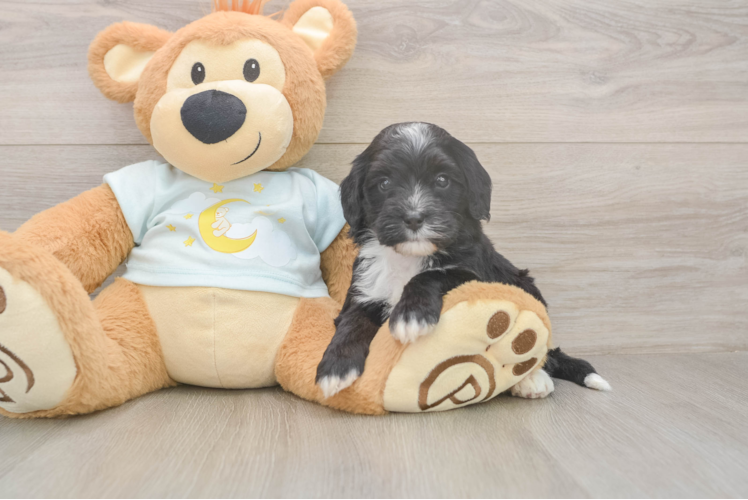 Mini Bernedoodle Puppy for Adoption