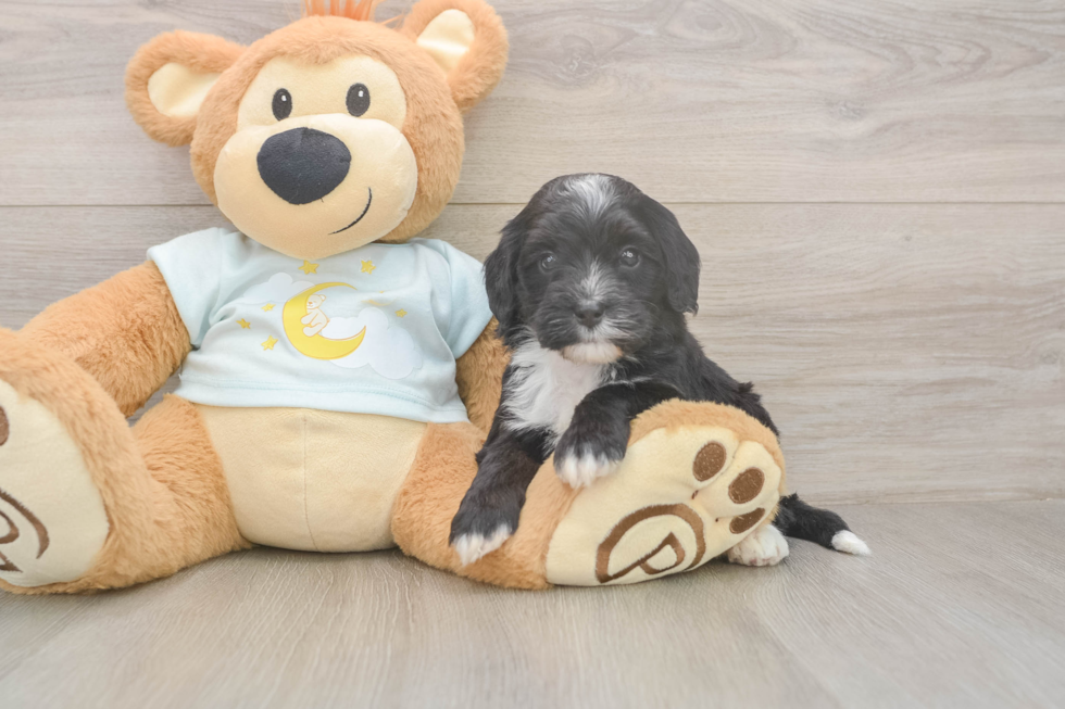 Meet Luciana - our Mini Bernedoodle Puppy Photo  1/3 - Lone Star Pups Mini Bernedoodle Puppy for Adoption