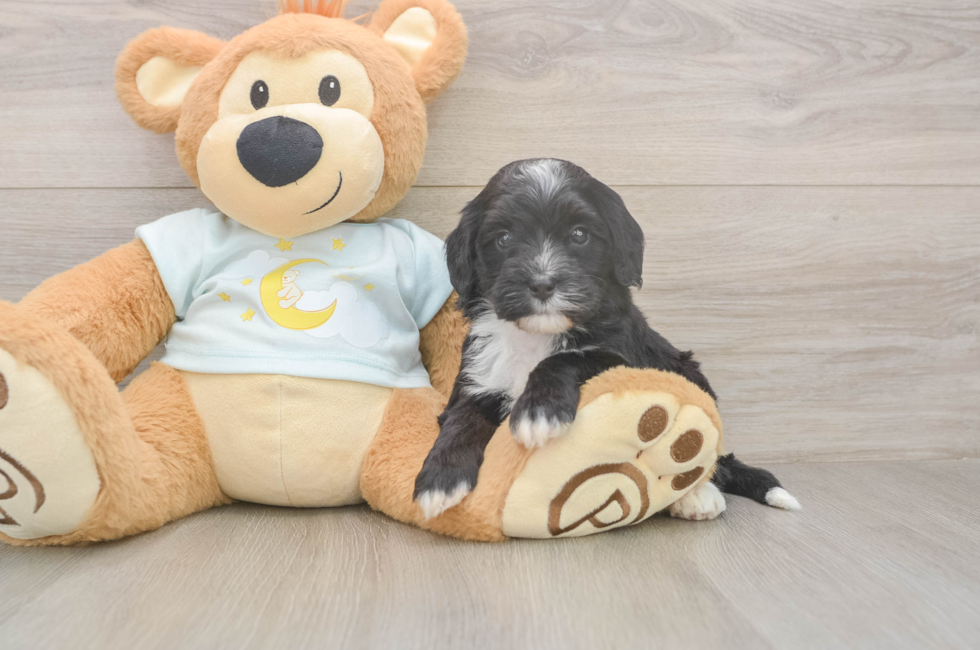 5 week old Mini Bernedoodle Puppy For Sale - Lone Star Pups