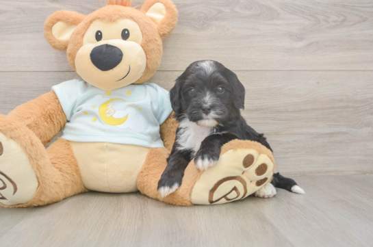 5 week old Mini Bernedoodle Puppy For Sale - Lone Star Pups Mini Bernedoodle Puppy for Adoption