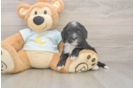Meet Luciana - our Mini Bernedoodle Puppy Photo  1/3 - Lone Star Pups Mini Bernedoodle Puppy for Adoption
