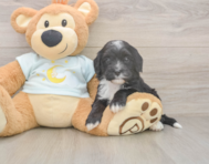 5 week old Mini Bernedoodle Puppy For Sale - Lone Star Pups 5 week old Mini Bernedoodle Puppy For Sale - Lone Star Pups