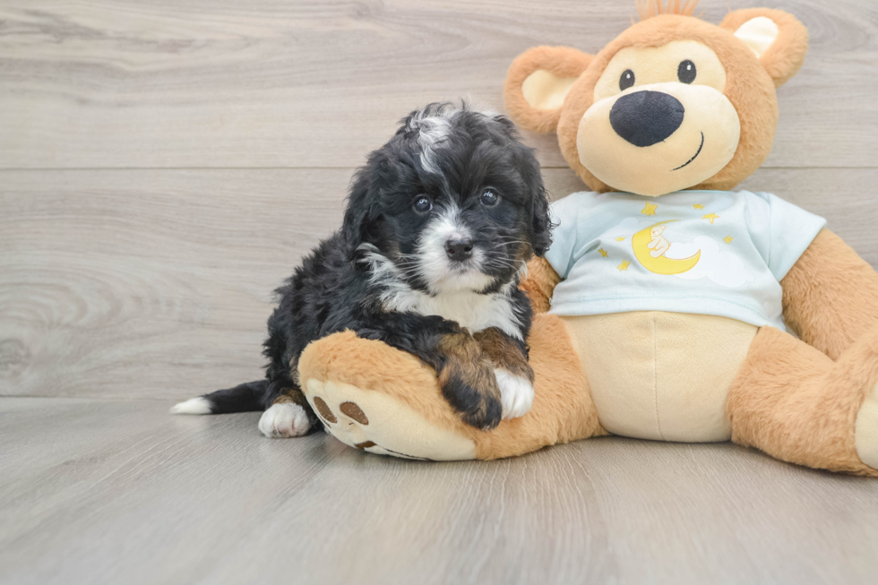 Best Mini Bernedoodle Baby