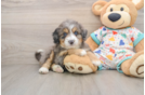 Mini Bernedoodle Puppy for Adoption