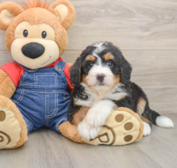 7 week old Mini Bernedoodle Puppy For Sale - Lone Star Pups