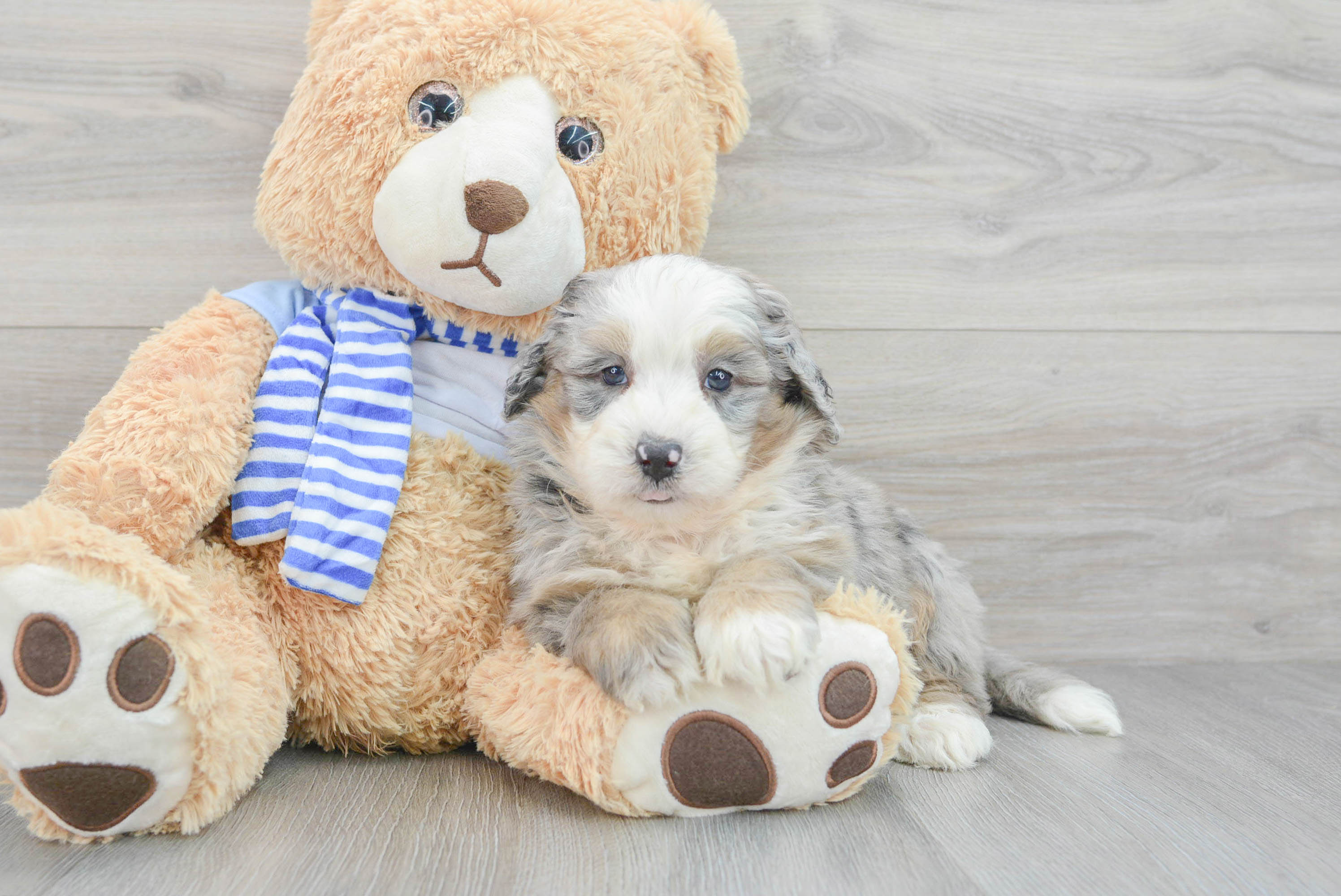 Little Mini Berniedoodle Poodle Mix Puppy