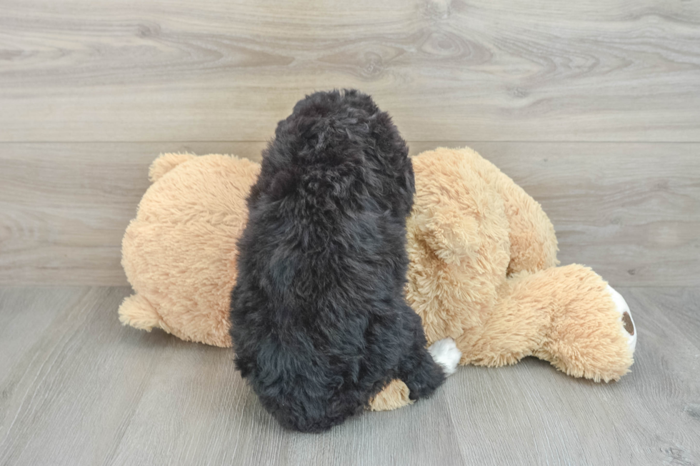 Mini Bernedoodle Pup Being Cute