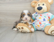 8 week old Mini Bernedoodle Puppy For Sale - Lone Star Pups