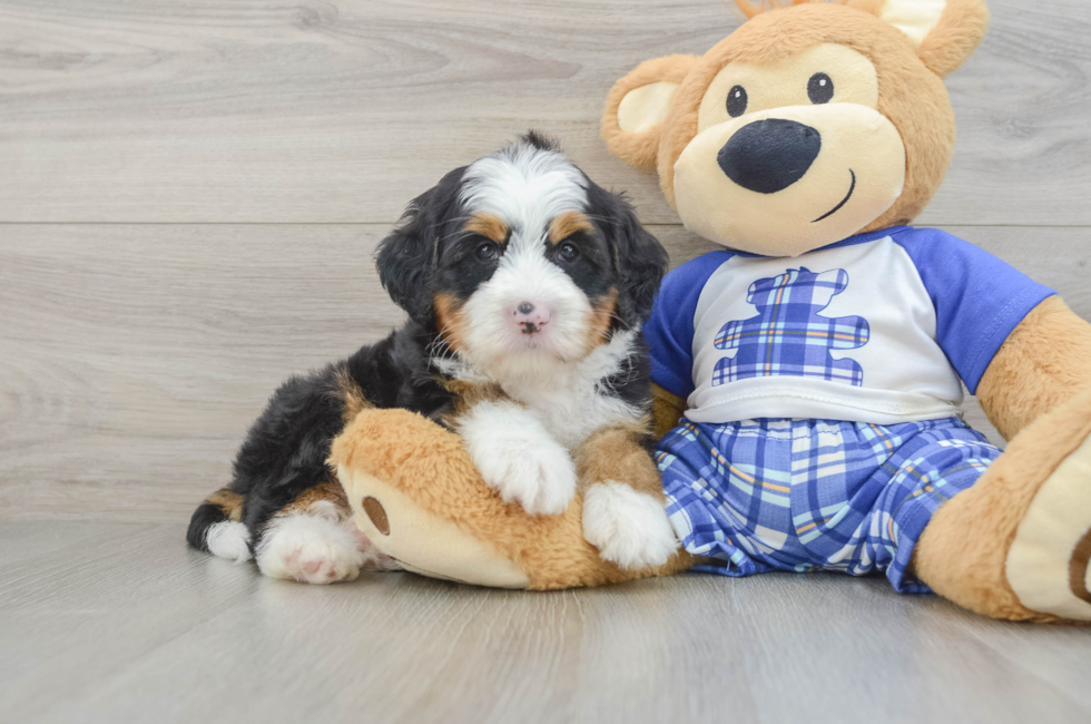 7 week old Mini Bernedoodle Puppy For Sale - Lone Star Pups