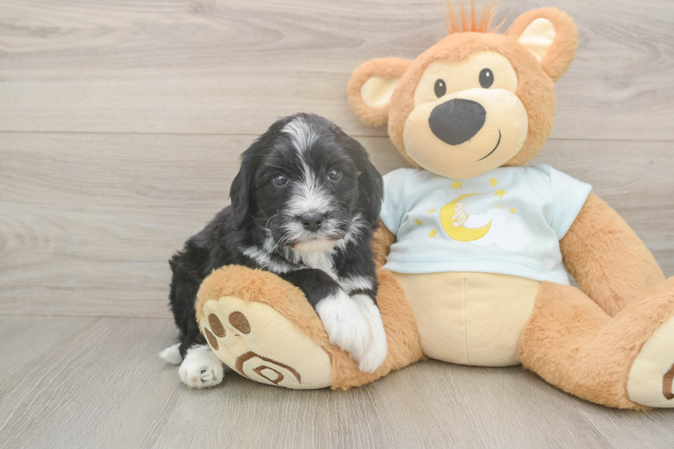 Meet Lucky - our Mini Bernedoodle Puppy Photo  2/3 - Lone Star Pups Mini Bernedoodle Pup Being Cute