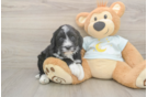 Meet Lucky - our Mini Bernedoodle Puppy Photo  2/3 - Lone Star Pups Mini Bernedoodle Pup Being Cute