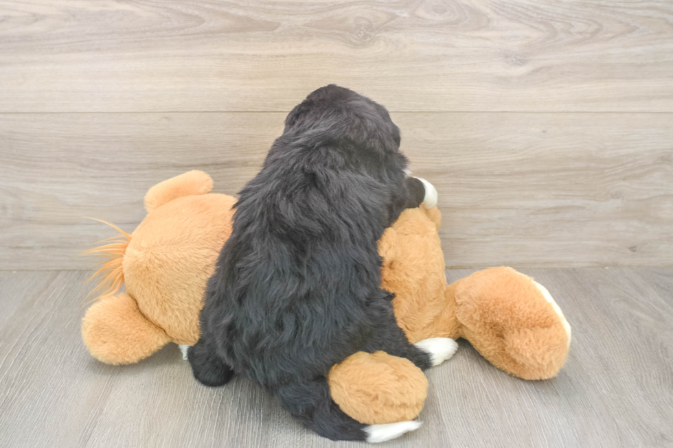 Meet Lucky - our Mini Bernedoodle Puppy Photo  3/3 - Lone Star Pups Popular Mini Bernedoodle Poodle Mix Pup