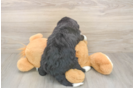 Meet Lucky - our Mini Bernedoodle Puppy Photo  3/3 - Lone Star Pups Popular Mini Bernedoodle Poodle Mix Pup