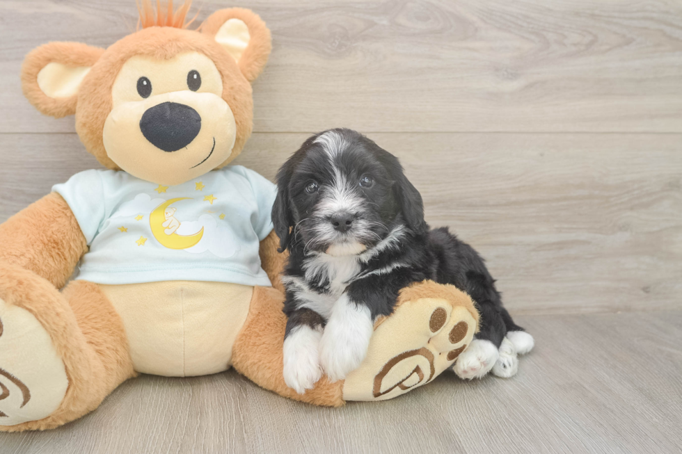 Meet Lucky - our Mini Bernedoodle Puppy Photo  1/3 - Lone Star Pups Mini Bernedoodle Puppy for Adoption