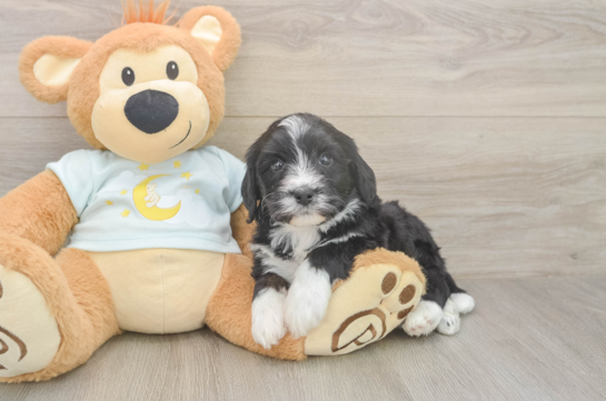 5 week old Mini Bernedoodle Puppy For Sale - Lone Star Pups Mini Bernedoodle Puppy for Adoption