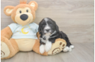 Meet Lucky - our Mini Bernedoodle Puppy Photo  1/3 - Lone Star Pups Mini Bernedoodle Puppy for Adoption