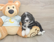 5 week old Mini Bernedoodle Puppy For Sale - Lone Star Pups 5 week old Mini Bernedoodle Puppy For Sale - Lone Star Pups