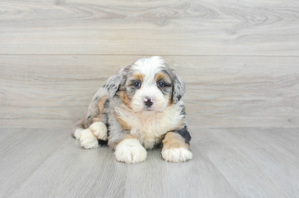 7 week old Mini Bernedoodle Puppy For Sale - Lone Star Pups