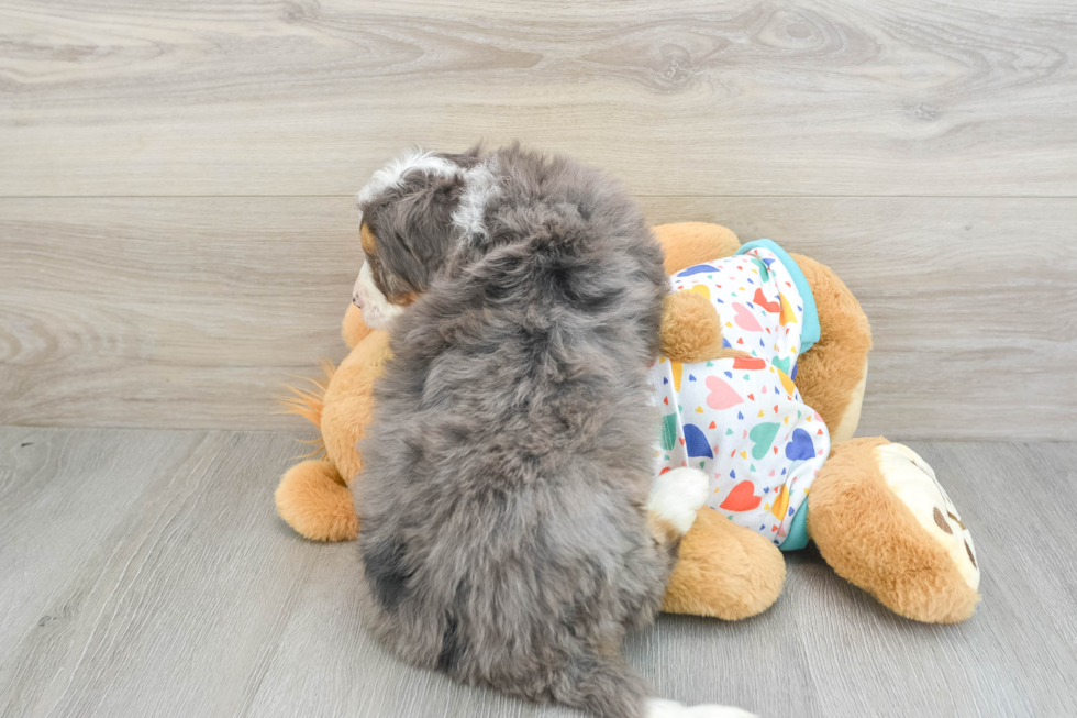 Cute Mini Bernedoodle Baby