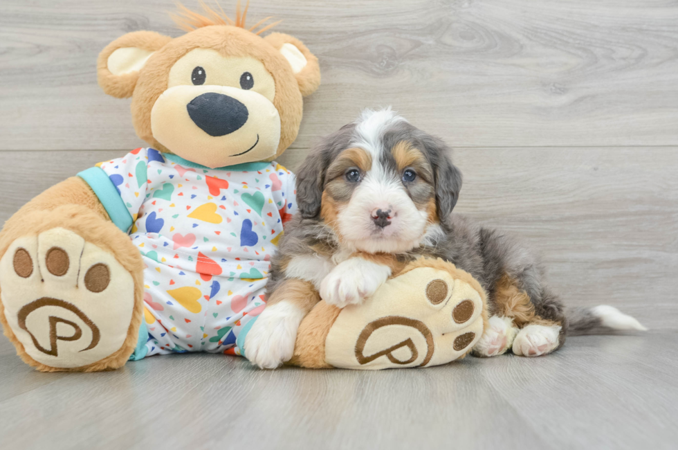 6 week old Mini Bernedoodle Puppy For Sale - Lone Star Pups