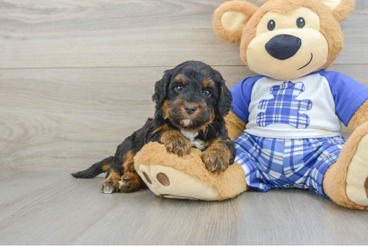 Cute Mini Bernedoodle Baby