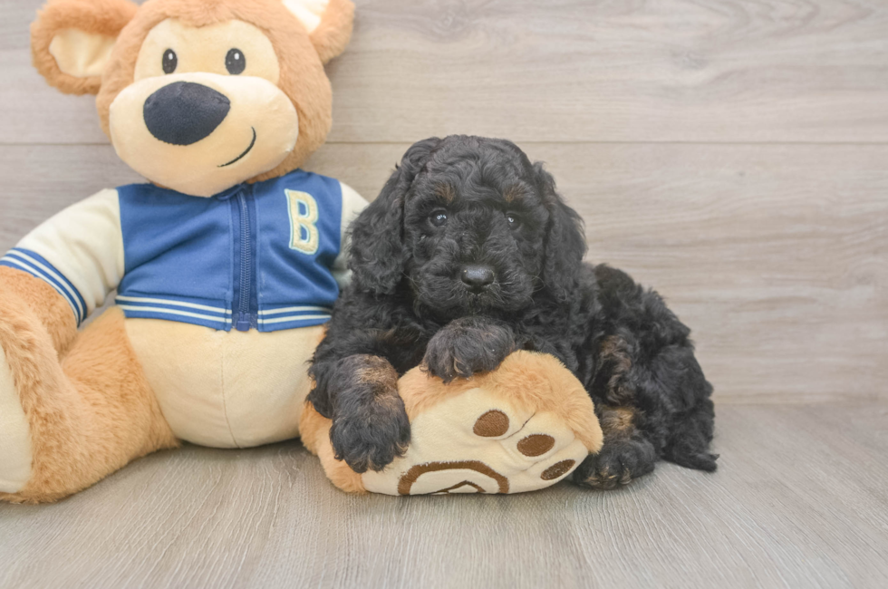 5 week old Mini Bernedoodle Puppy For Sale - Lone Star Pups