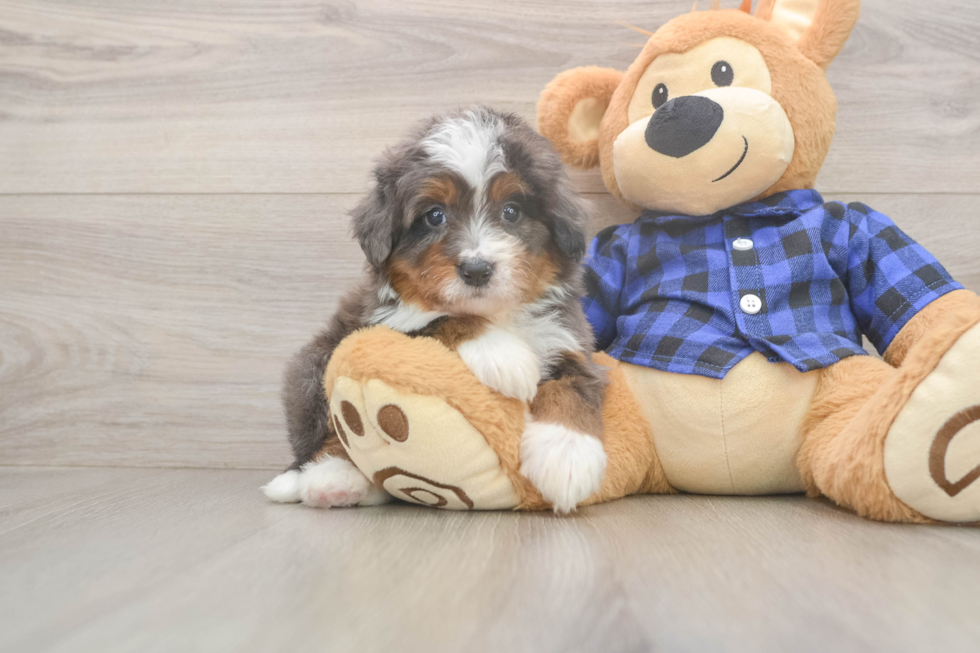 Meet Luka - our Mini Bernedoodle Puppy Photo  1/3 - Lone Star Pups Mini Bernedoodle Pup Being Cute