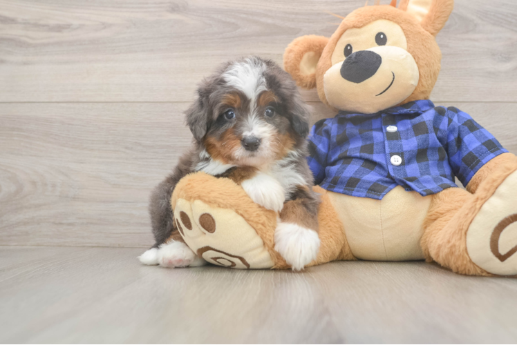 Meet Luka - our Mini Bernedoodle Puppy Photo  1/3 - Lone Star Pups Mini Bernedoodle Pup Being Cute