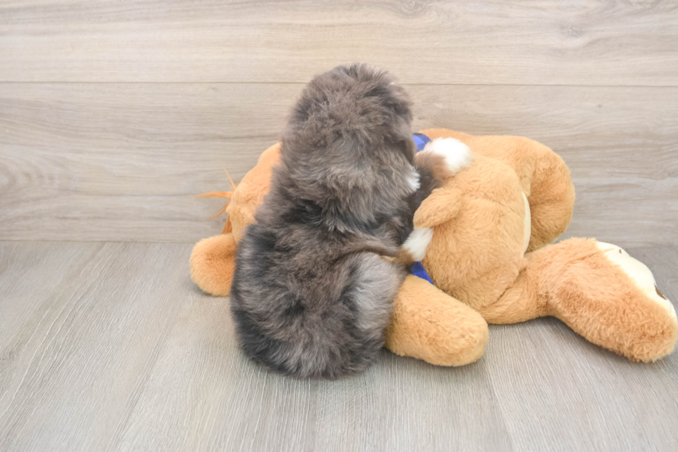 Meet Luka - our Mini Bernedoodle Puppy Photo  3/3 - Lone Star Pups Best Mini Bernedoodle Baby