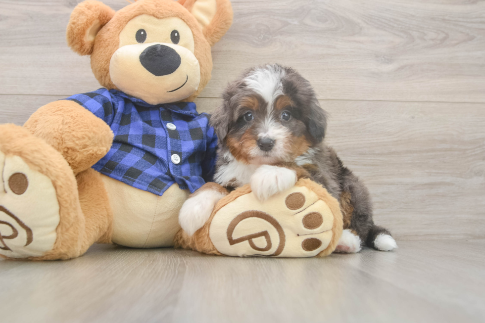 Meet Luka - our Mini Bernedoodle Puppy Photo  2/3 - Lone Star Pups Funny Mini Bernedoodle Poodle Mix Pup