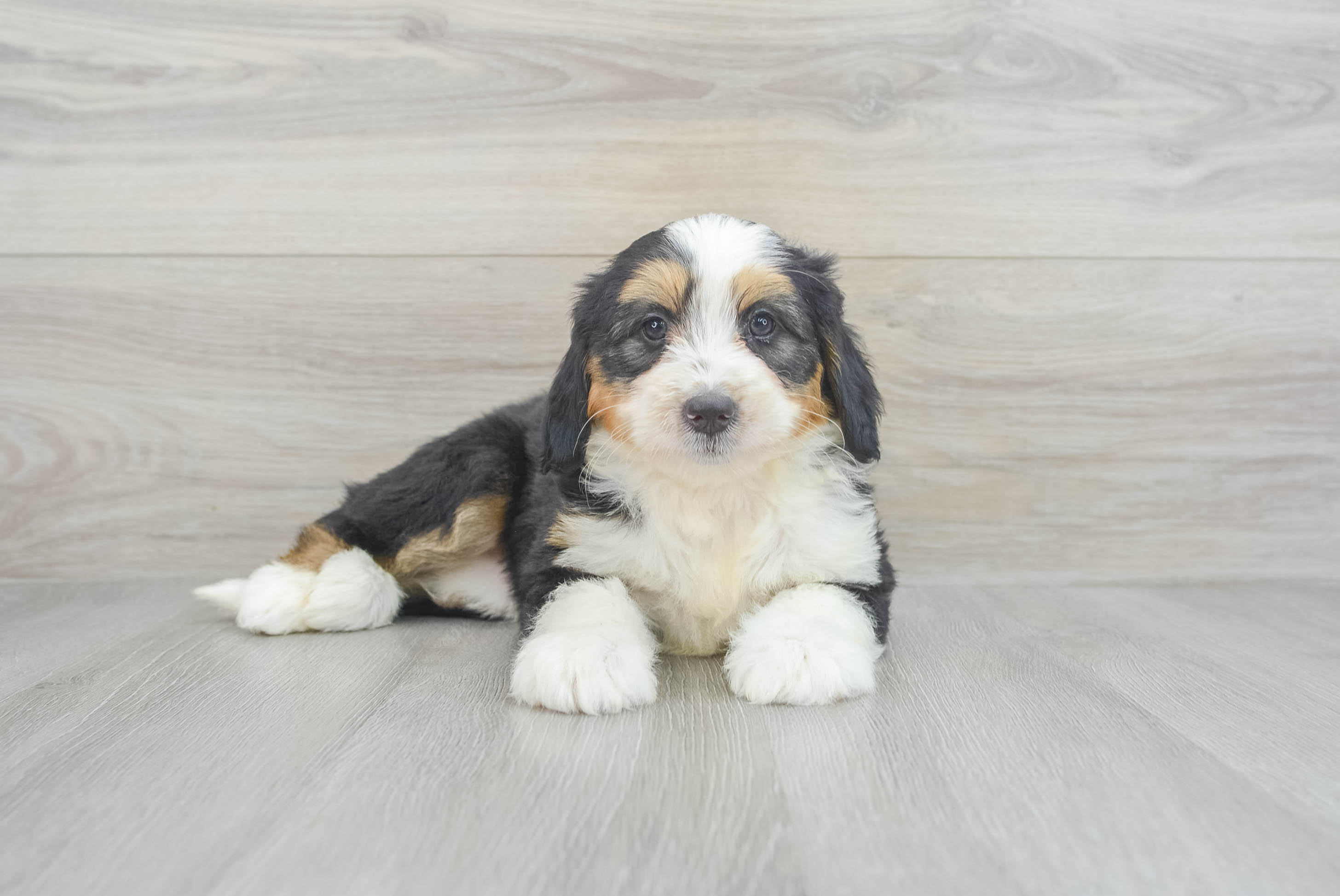 Best Mini Bernedoodle Baby