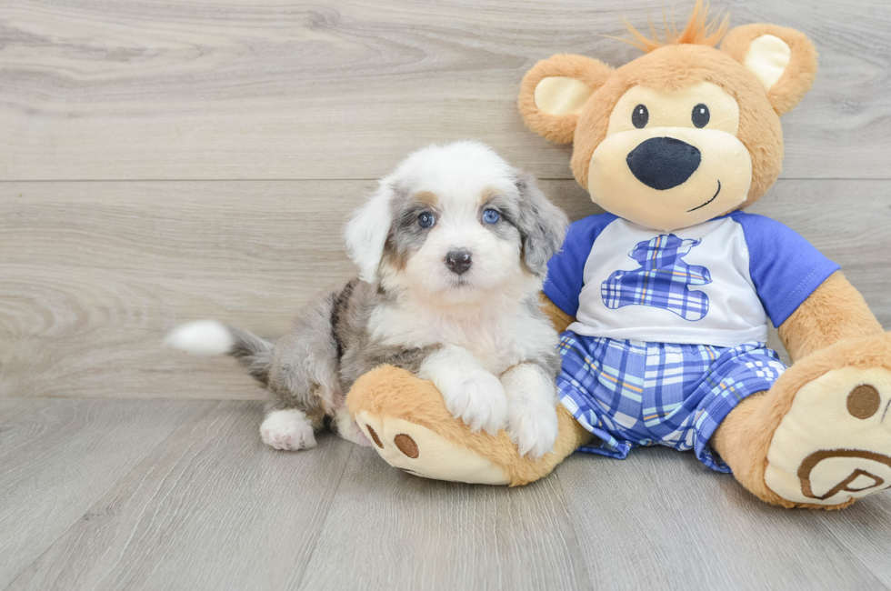 6 week old Mini Bernedoodle Puppy For Sale - Lone Star Pups