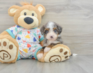 8 week old Mini Bernedoodle Puppy For Sale - Lone Star Pups