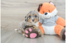 Best Mini Bernedoodle Baby