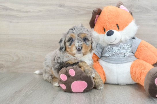 Best Mini Bernedoodle Baby