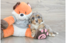 Funny Mini Bernedoodle Poodle Mix Pup