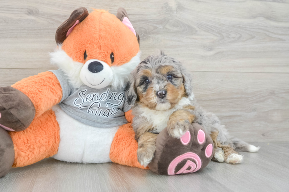 Funny Mini Bernedoodle Poodle Mix Pup