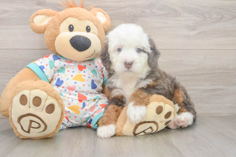 5 week old Mini Bernedoodle Puppy For Sale - Lone Star Pups
