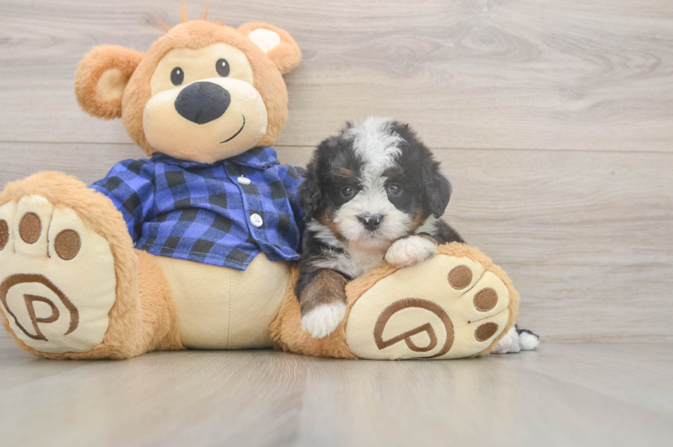 5 week old Mini Bernedoodle Puppy For Sale - Lone Star Pups