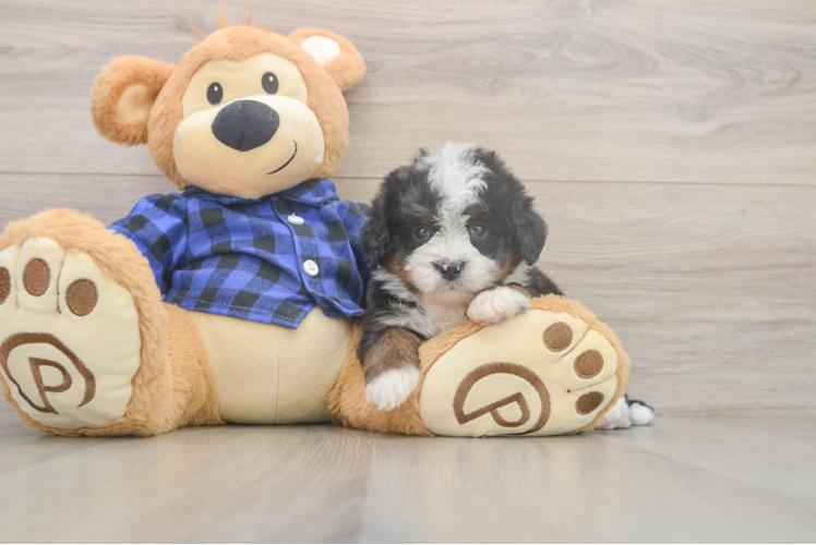 Meet Lunetta - our Mini Bernedoodle Puppy Photo  1/3 - Lone Star Pups Popular Mini Bernedoodle Poodle Mix Pup