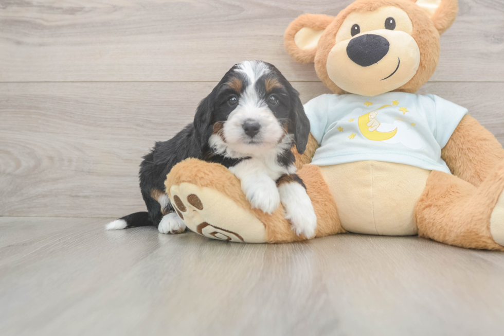 Meet Lunetta - our Mini Bernedoodle Puppy Photo  2/3 - Lone Star Pups Mini Bernedoodle Puppy for Adoption